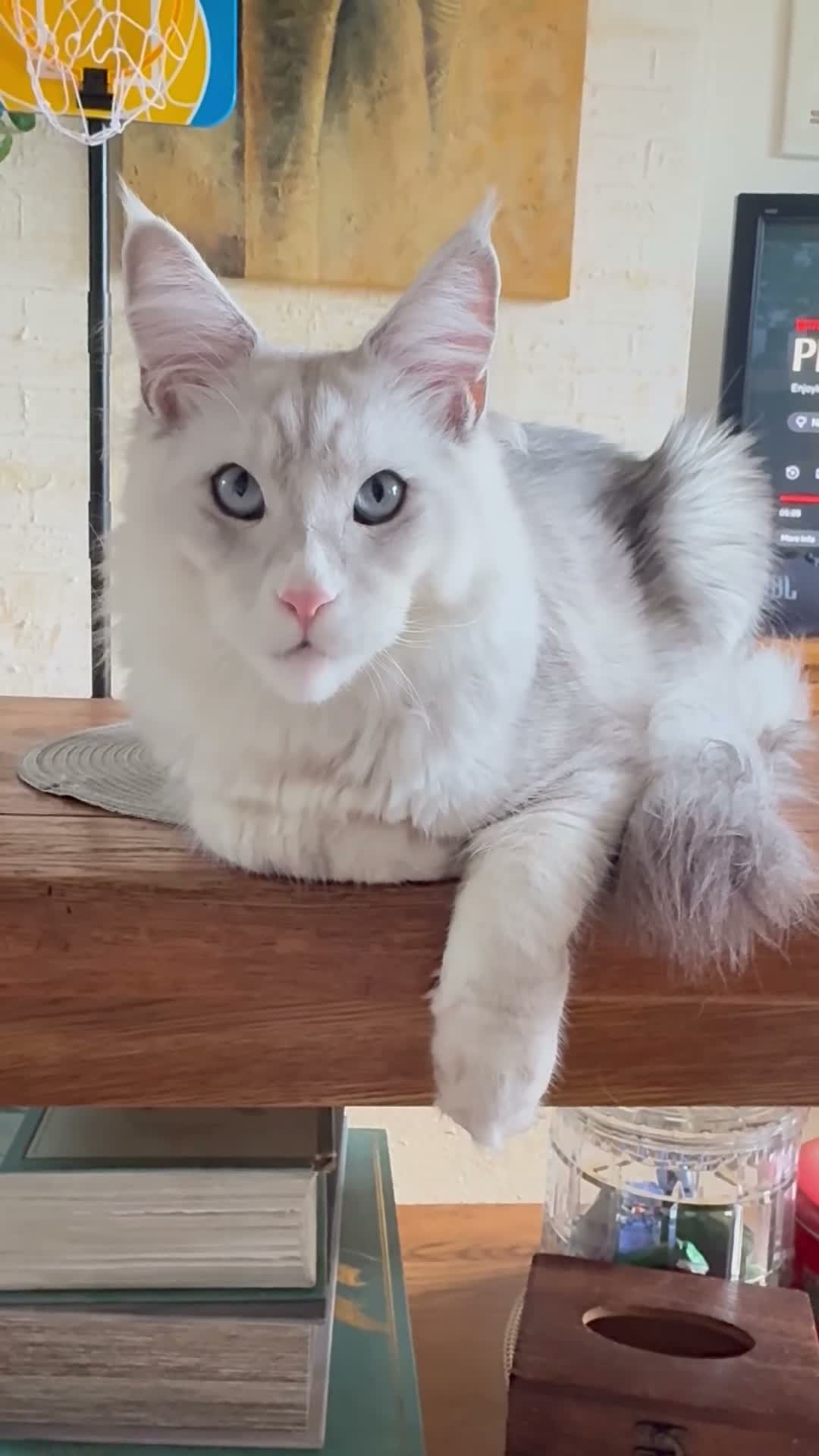 Maine Coon cats for sale: Shaded blue eyes boy - Video 1