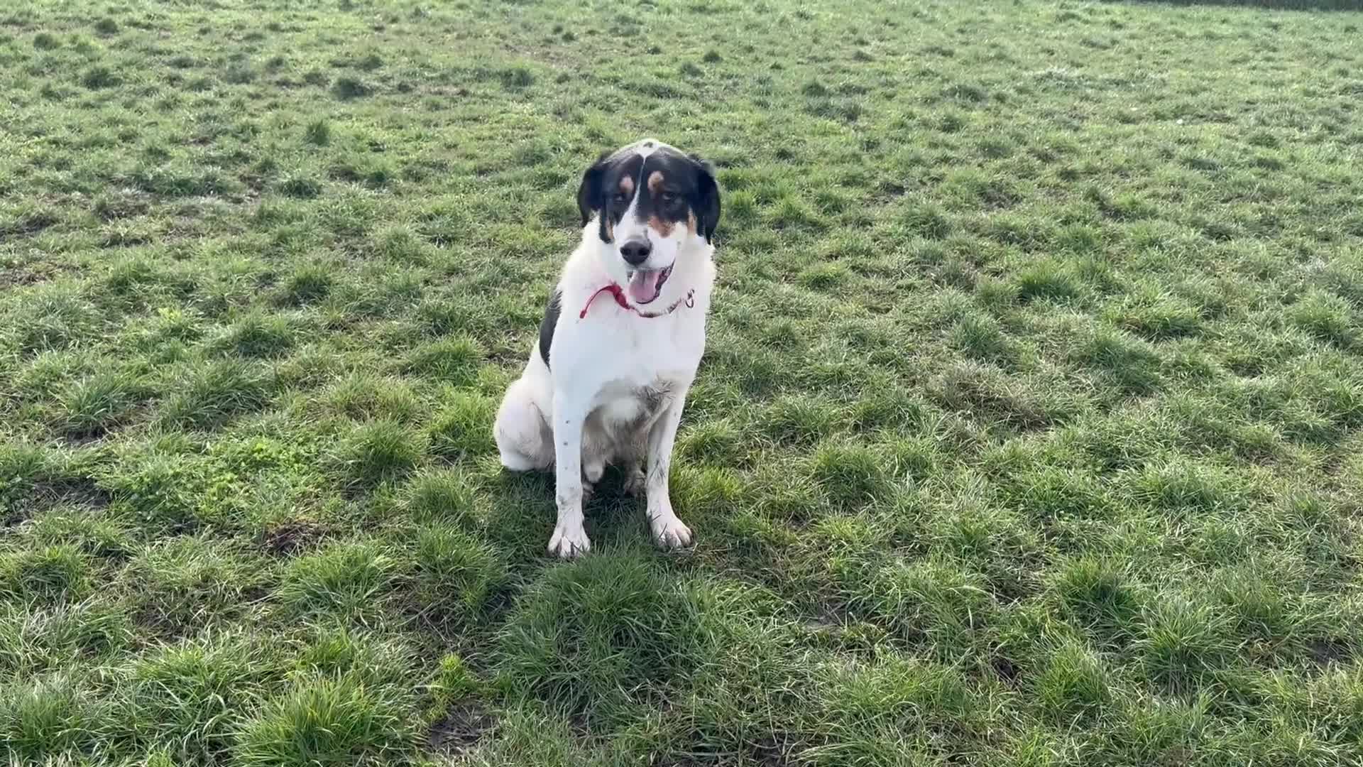 Mixed Breed dogs for adoption: Treacle is waiting for someone to love him 💔 - Video 4