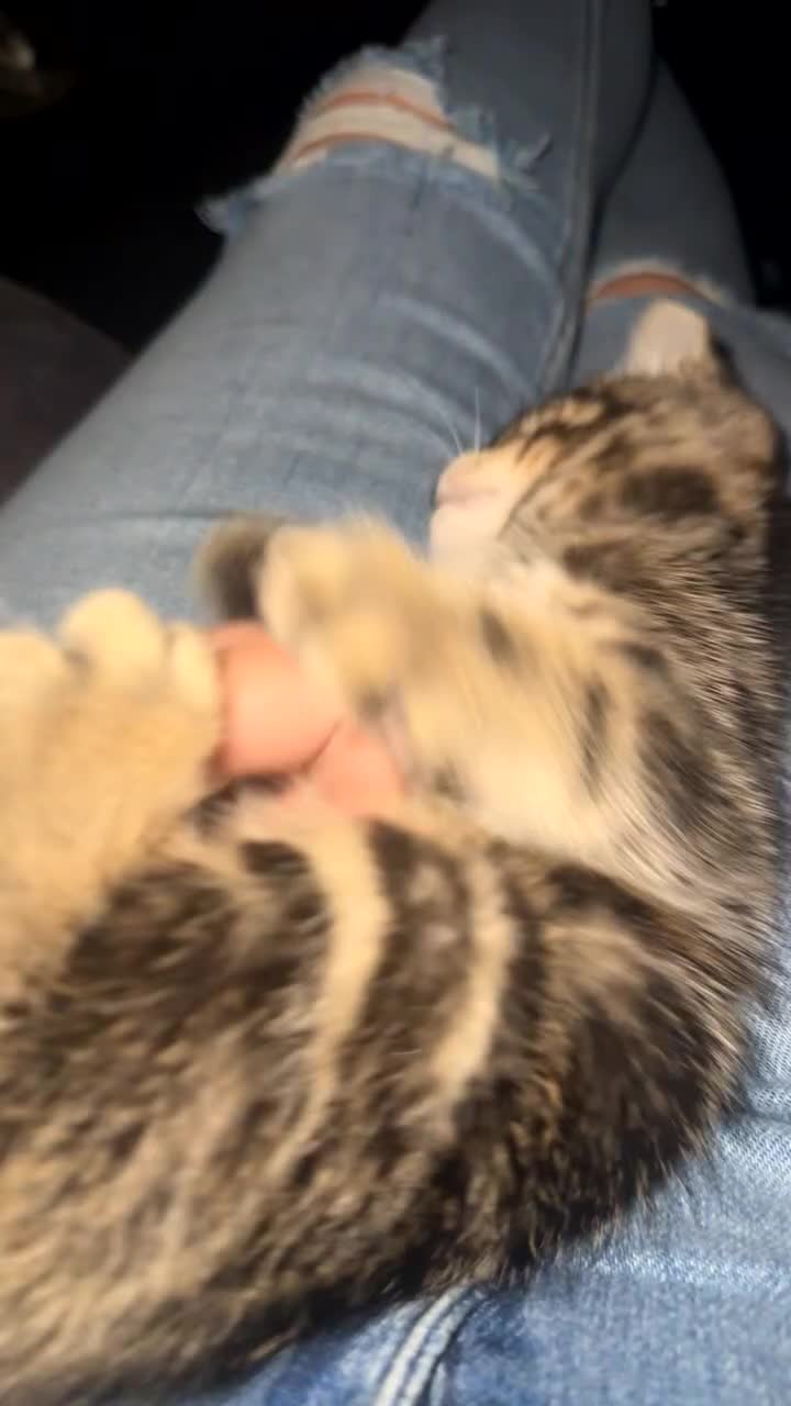 Pixie Bob cats for sale: 3 pixie bobs mixed  in Sheffield - Video 5