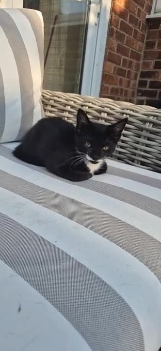 British Shorthair cats for sale: Cheeky tuxedo boy cat. - Video 1