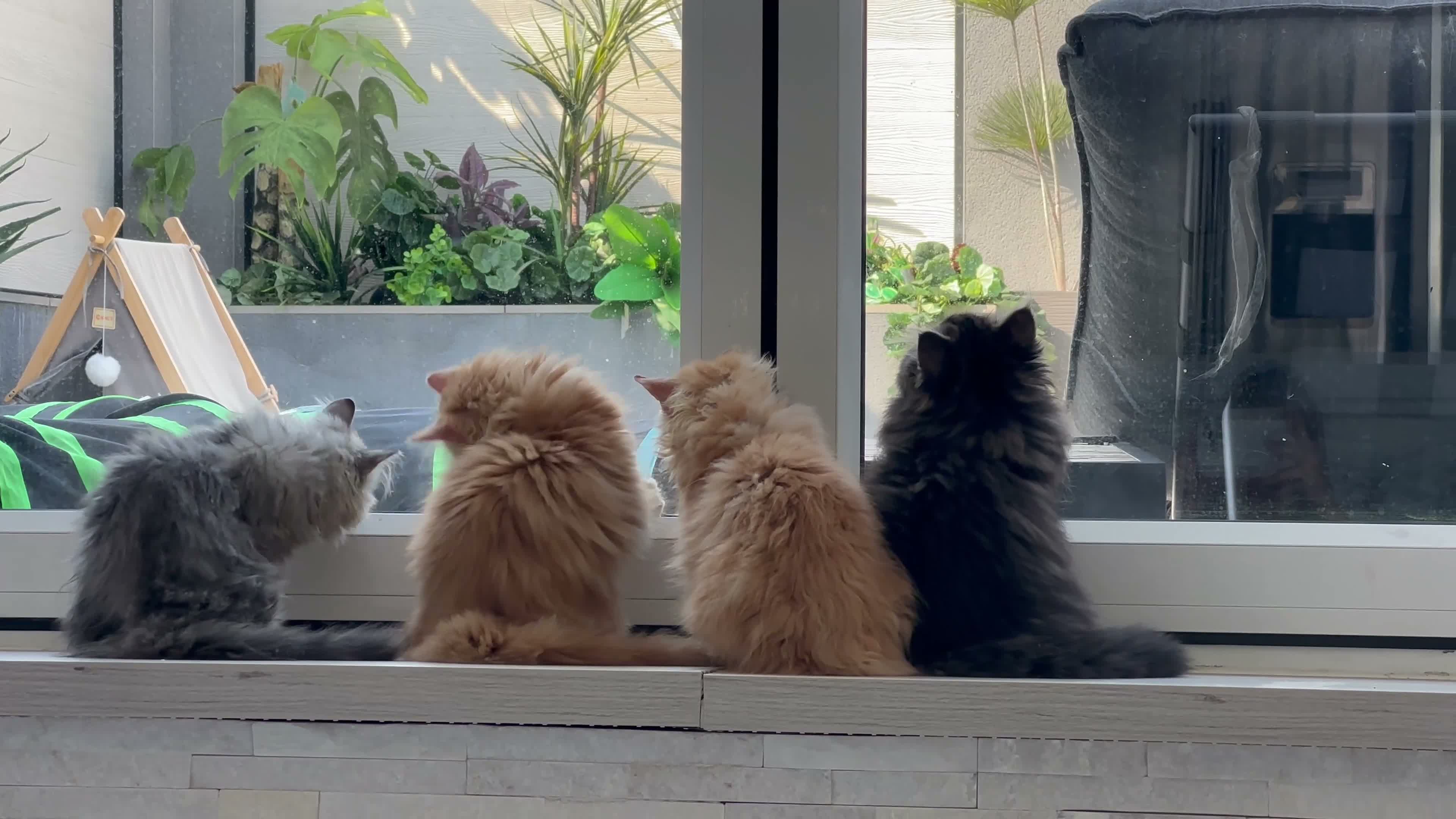 Persian cats for sale: Mango A Gorgeous Golden Doll faced Persian kitten - Video 1