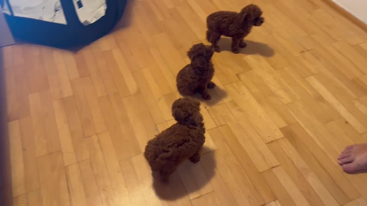 Toy Poodle dogs for sale: Poodle Toy Puppy calm, gentle, with full doc. - Video 1