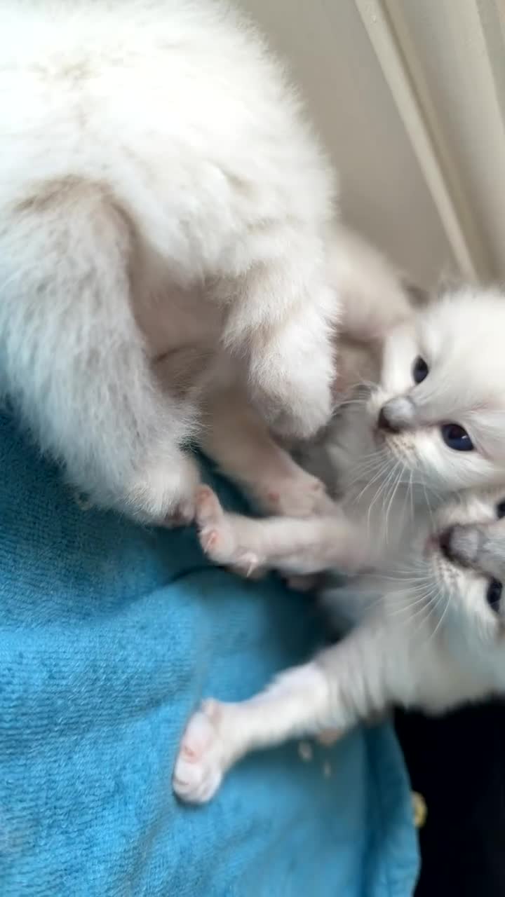 Ragdoll cats for sale: Ragdoll kittens in Blackburn - Video 1