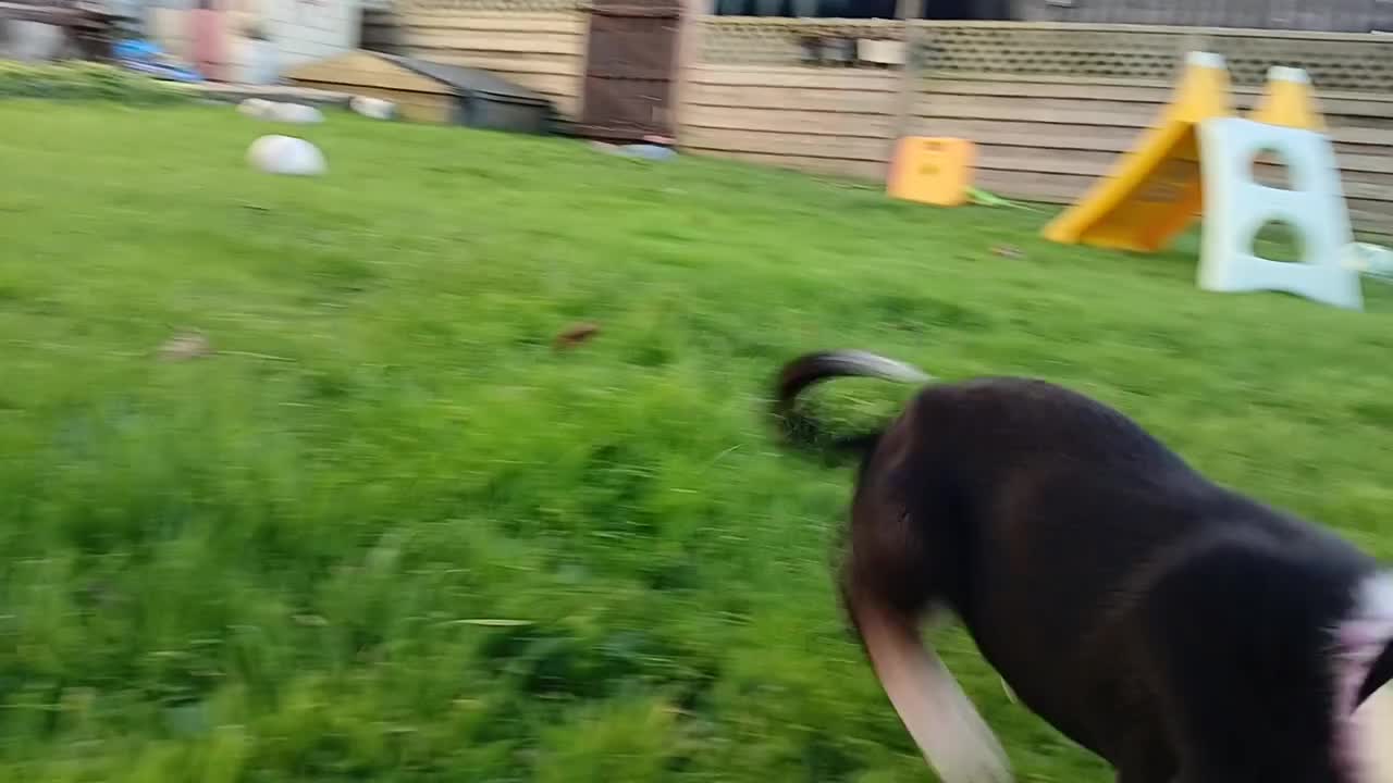 Border Collie dogs for sale: Border Collie pups for sale  - Video 5