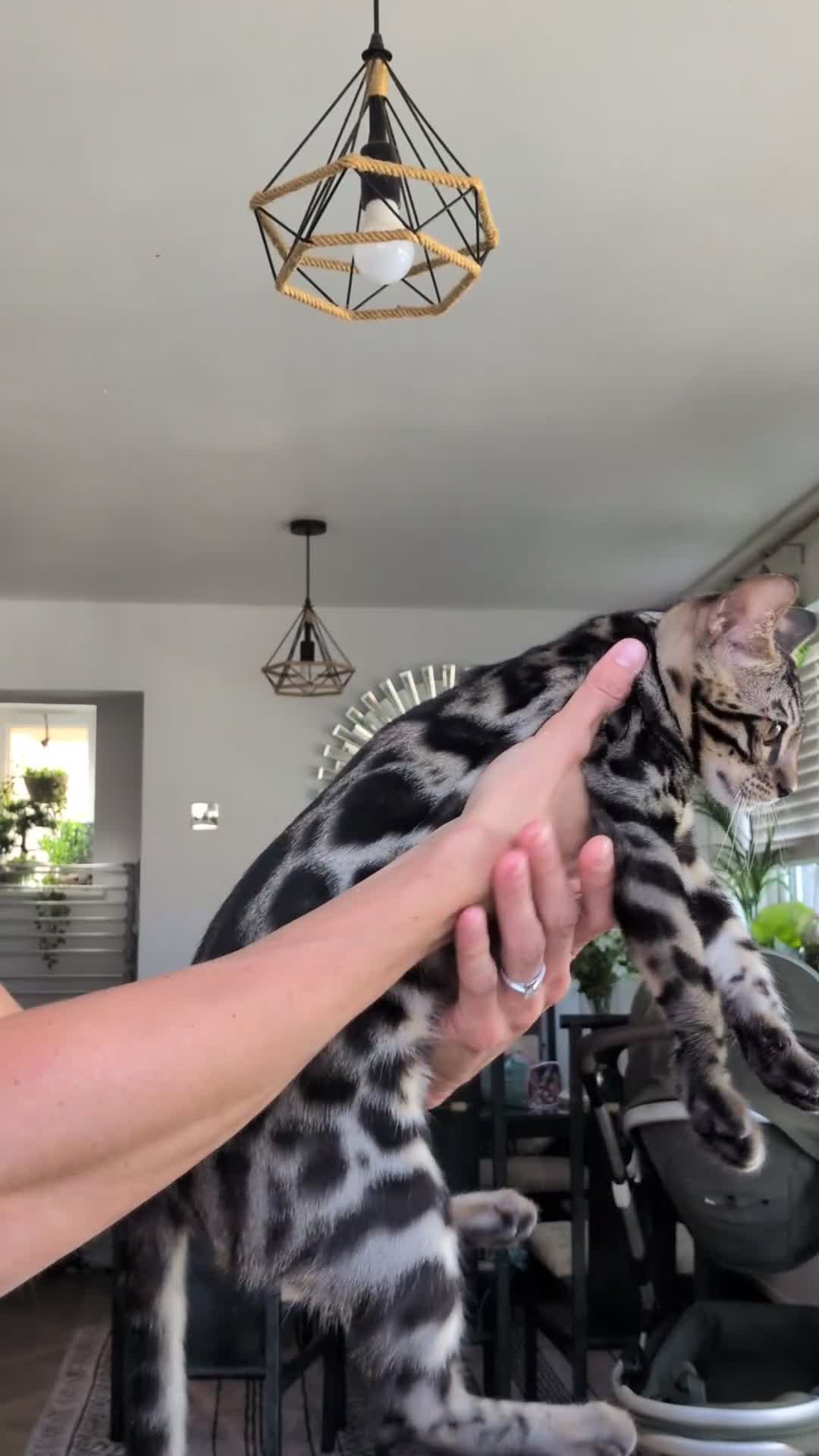 Bengal cats for sale: Male Bengal kitten TICA registered silver  - Video 1