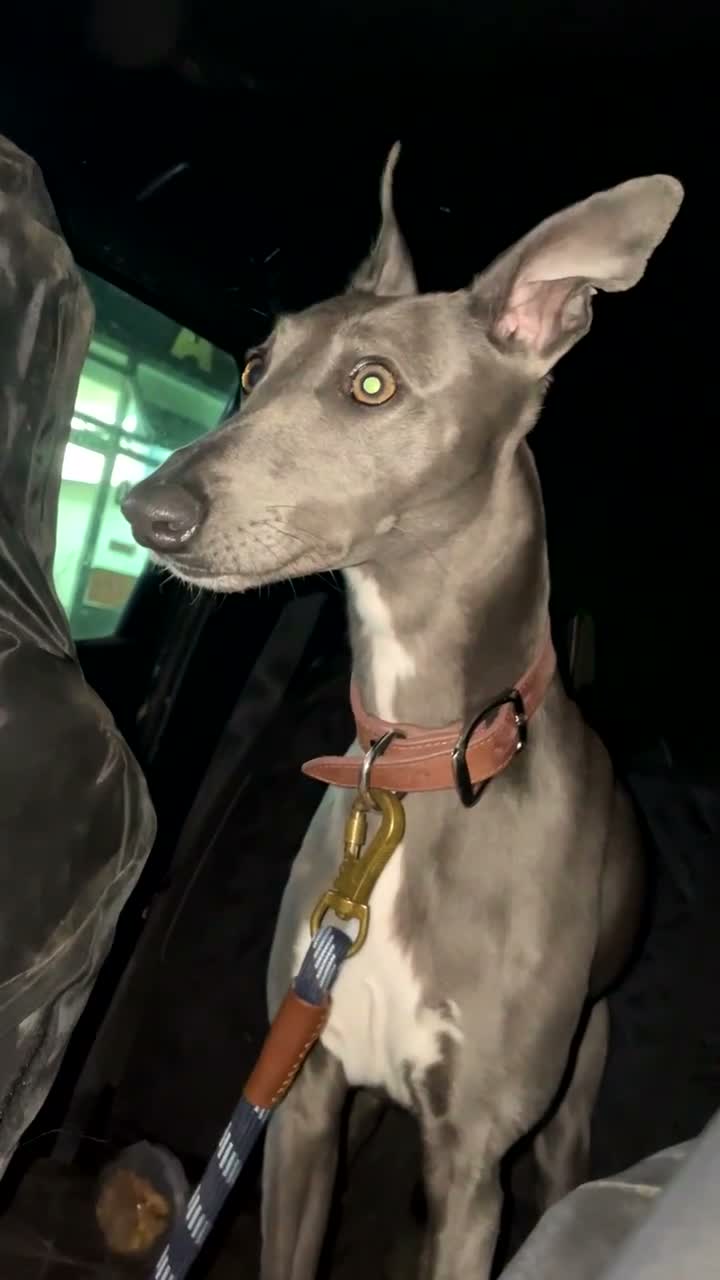 Whippet dogs for sale: Blue whippet  - Video 3