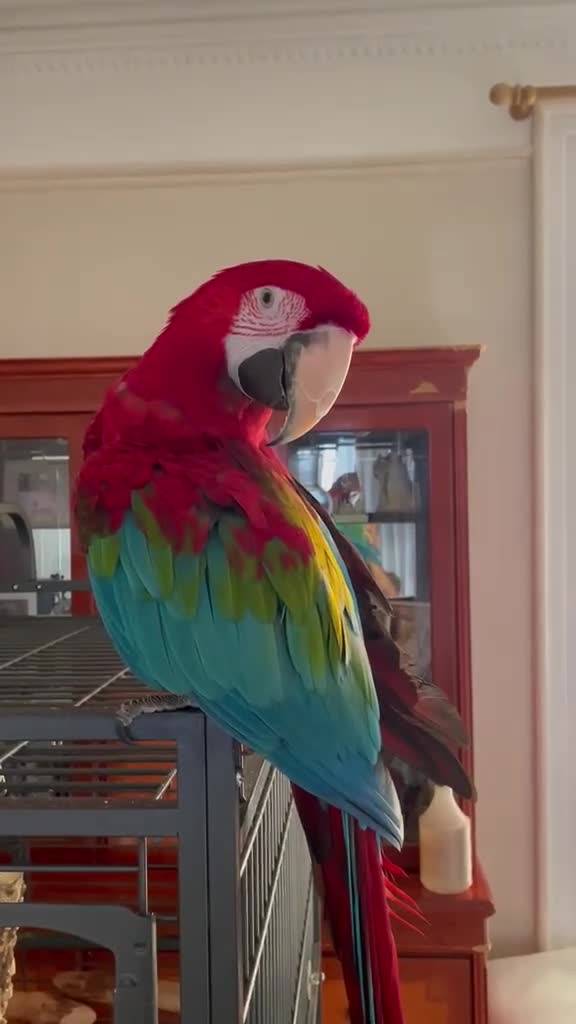 Macaws birds for sale: Green-wing Macaw – Healthy, Semi-Tame - Video 1