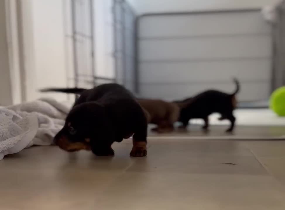 Miniature Dachshund dogs for sale: Miniature Smooth-Haired Dachshunds  - Video 1