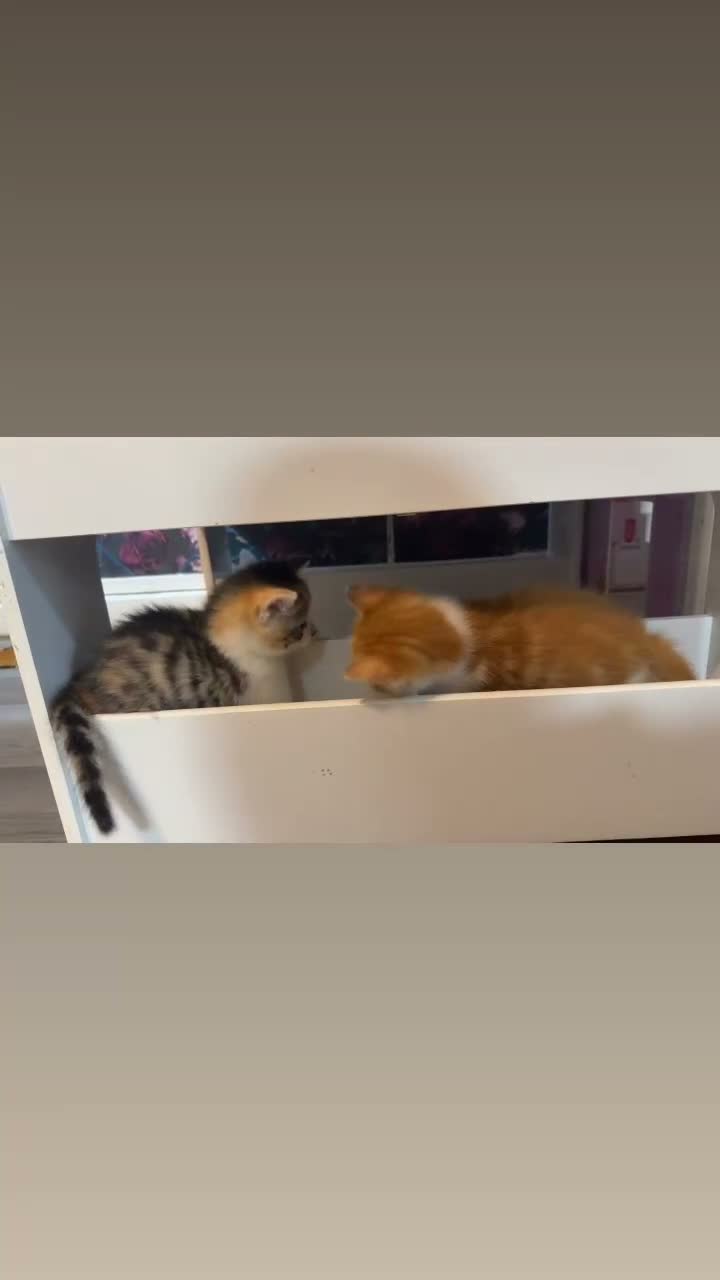 Domestic Shorthair cats for sale: Two beautiful female kittens for new home - Video 1