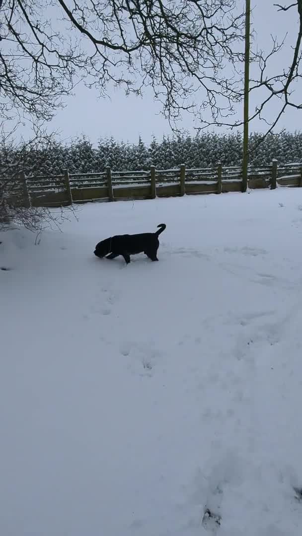 Mastiff dogs for stud: Black Boerboel for Stud in Batley - Video 1