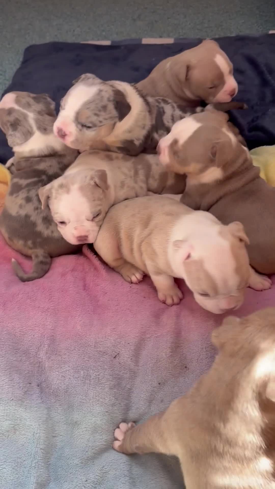 American Bully dogs for sale: Our Pocket Bully puppies  - Video 2
