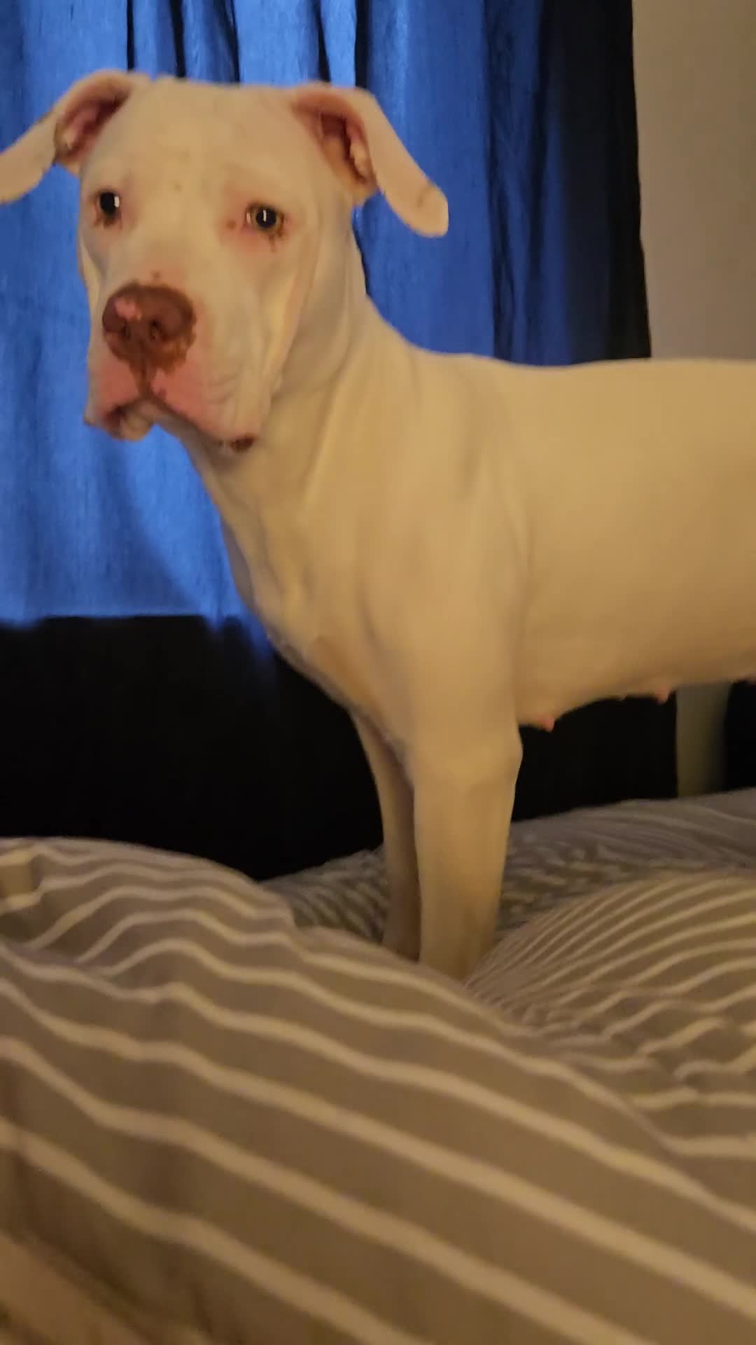 Mixed Breed dogs for sale: Beautiful American bulldog / staffy - Video 1