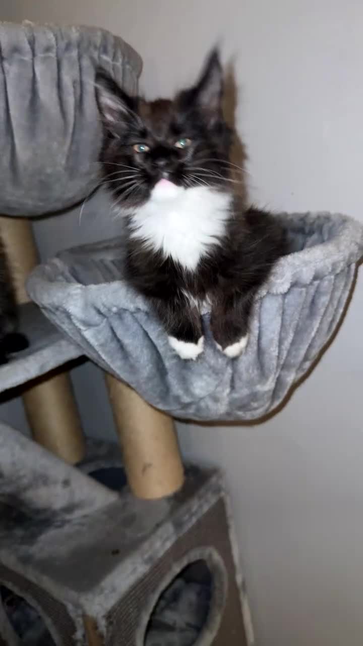 Maine Coon cats for sale: Stunning Pedigree Maine Coon Kittens for Sale - Video 1