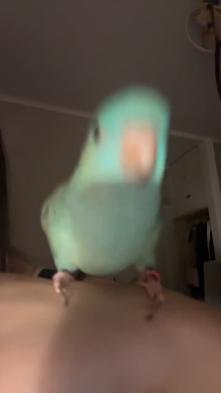 Parakeets birds for sale: Turquoise lineolated parakeet - Video 1