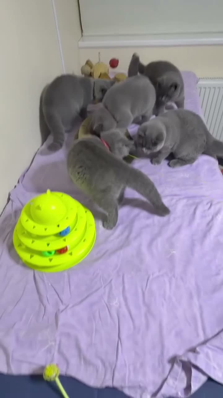 British Shorthair cats for sale: BSH GCCF Pedigree Healthy Beautiful Friendly  - Video 3