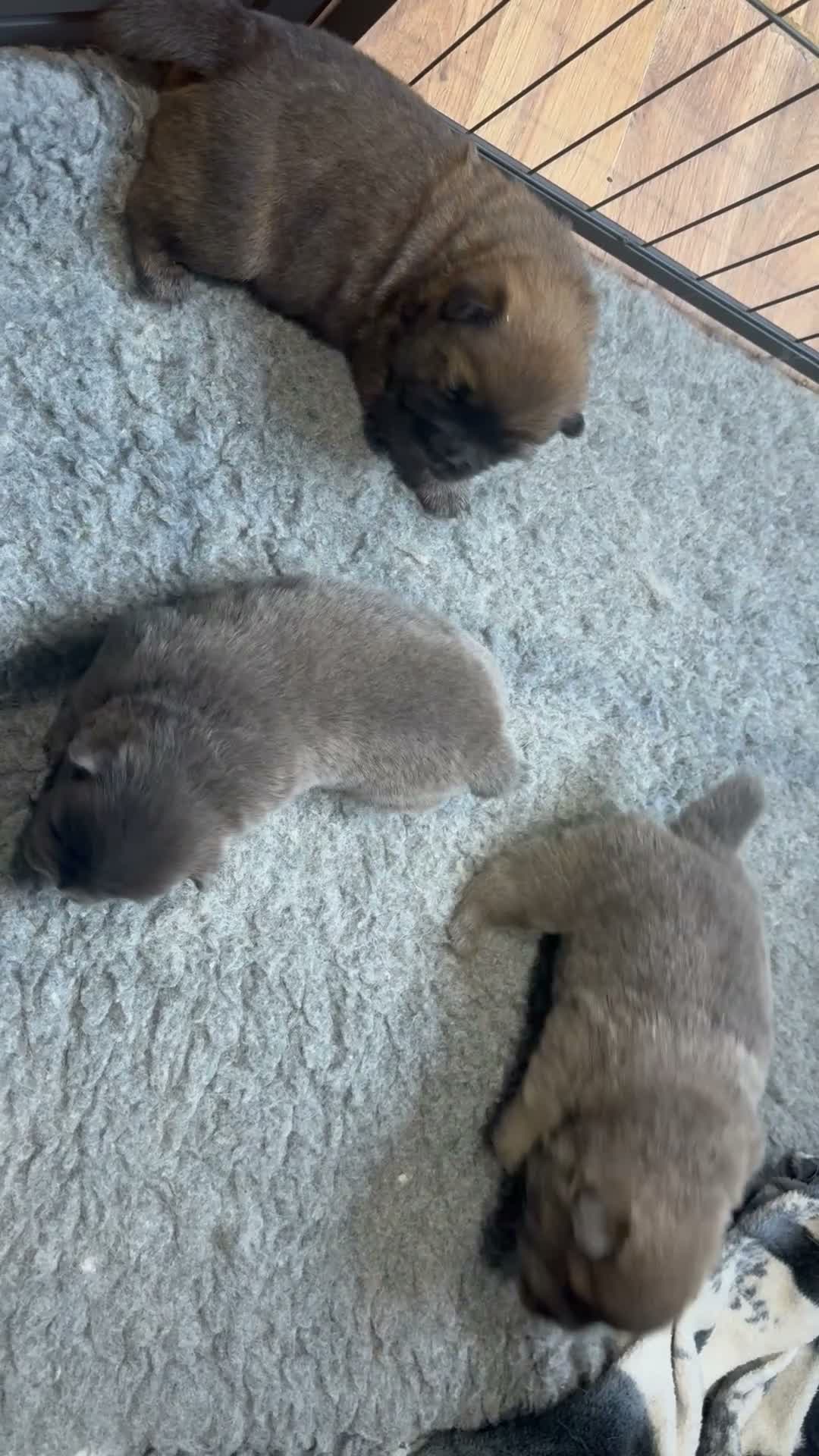 Chow Chow dogs for sale: Wyvernwest have 2 stunning boys available   - Video 1