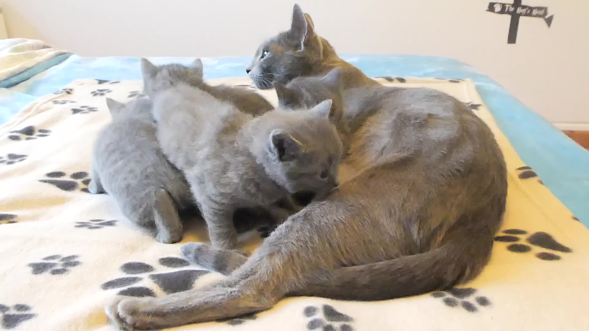 Russian Blue cats for sale: Russian Blue kitten for sale - ONE Girl left - Video 2