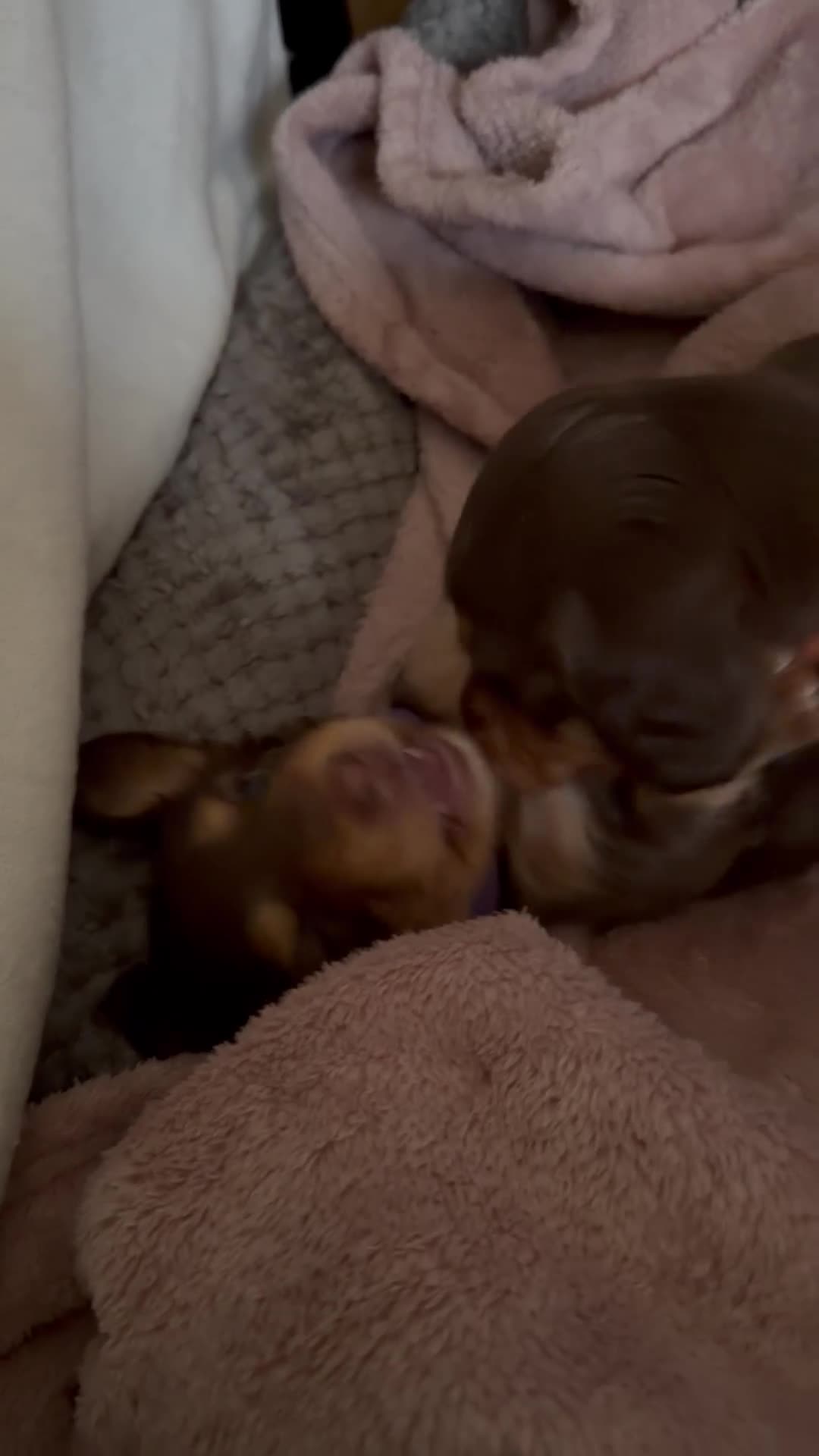 Miniature Dachshund dogs for sale: Long haired miniature dachshund puppy's - Video 1