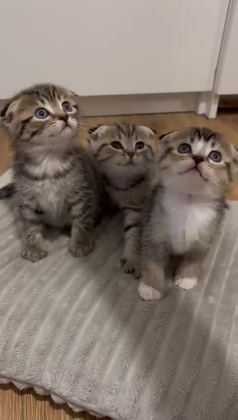 Scottish Fold cats for sale: 4 Scottish fold girl kittens  - Video 1