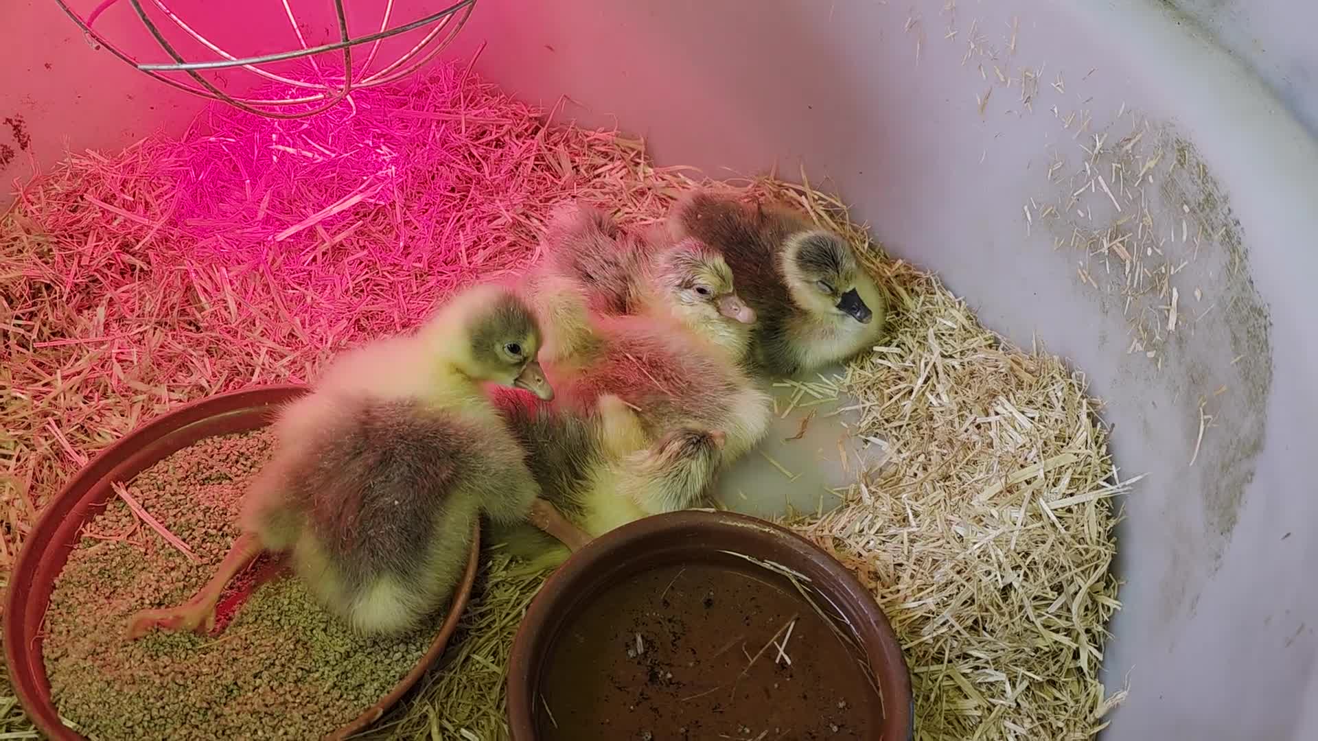 Sheep livestock for sale: Ebmden goslings  - Video 2