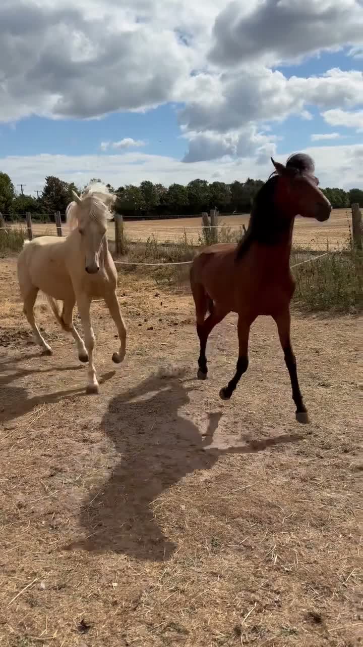 Arabian horse horses for sale: Gorgeous Gucci  in Wolverhampton - Video 1
