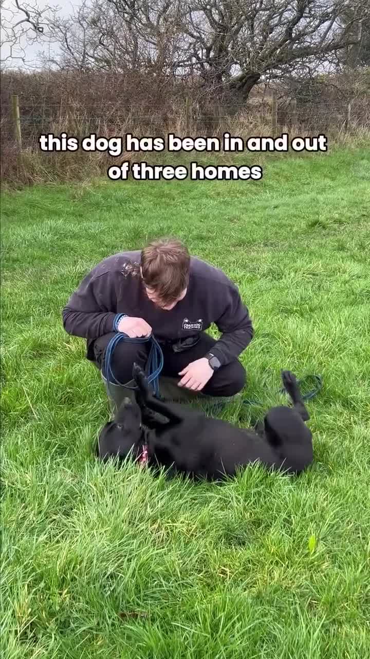 Mixed Breed dogs for adoption: ❤️NICOL NEEDS JUST ONE PERSON TO BELIEVE IN HER - Video 3