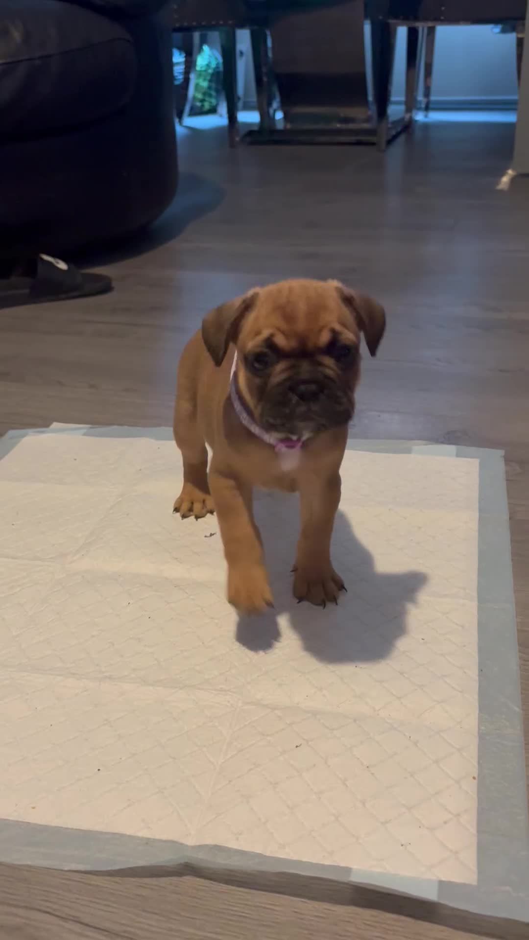 French Bulldog dogs for sale: french bulldog puppies in Manchester - Video 1