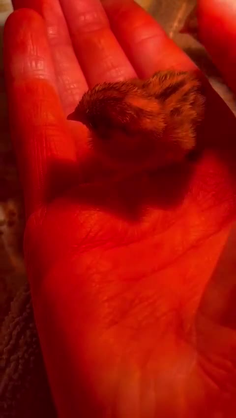 Quail poultry for sale: Button quails - Video 1