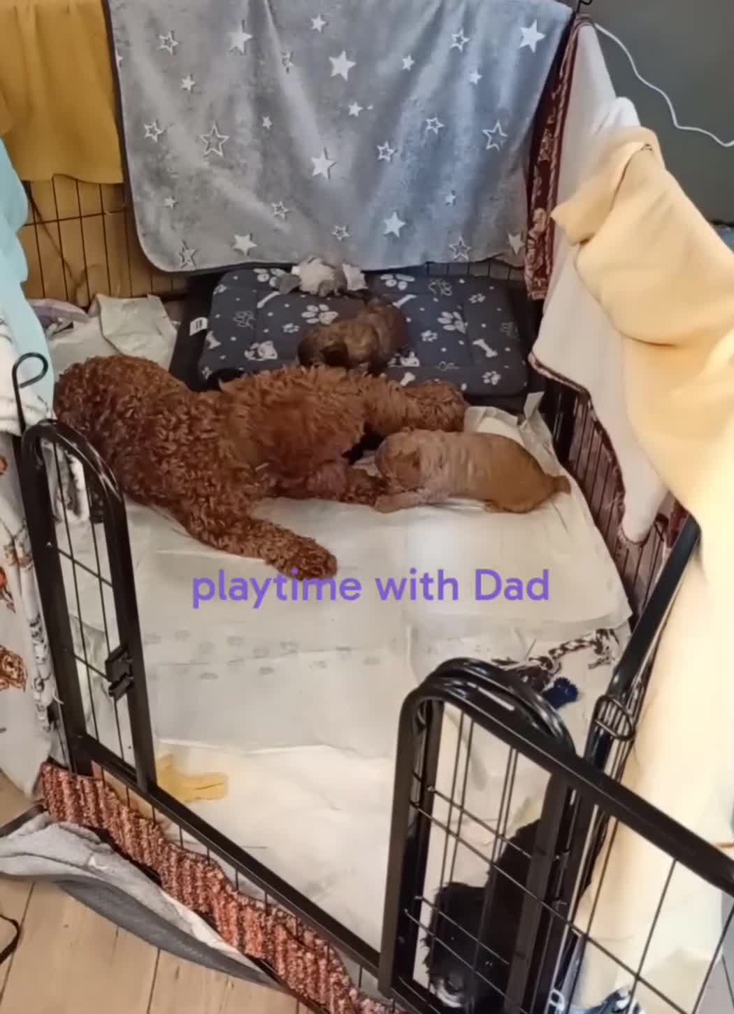 Mixed Breed dogs for sale: Corgipoo x Cockerpoo F2b - Video 1