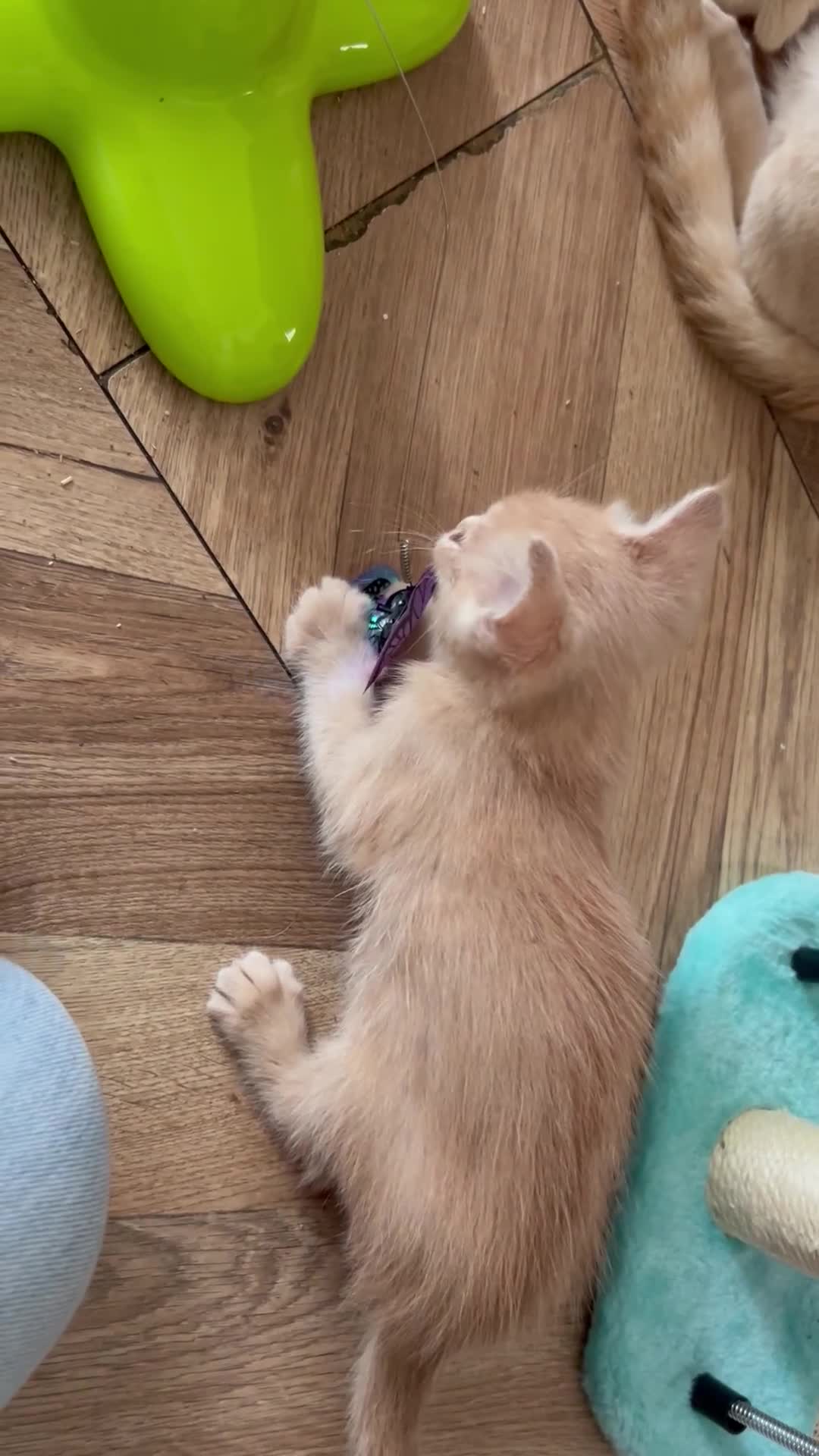 Persian cats for sale: Persian x Siamese kitten - Video 1