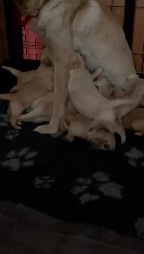 Golden Retriever dogs for sale: 10 Gorgeous Golden Retrievers 🐶❤️-Health & Hip ✅ - Video 1