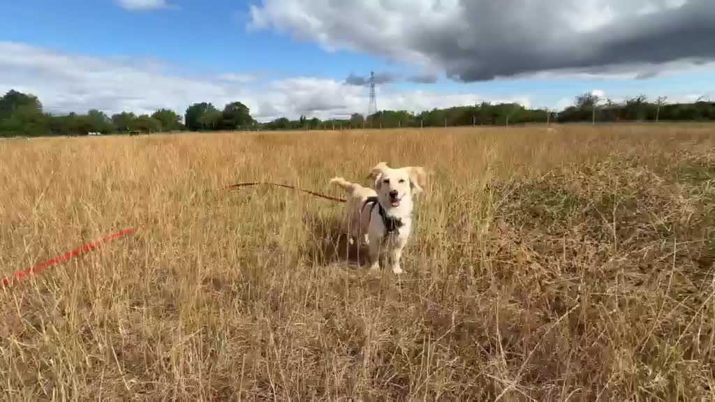 Mixed Breed dogs for adoption: 🌸 Hattie – A Little Patience, A Lifetime of Love in Witney - Video 1