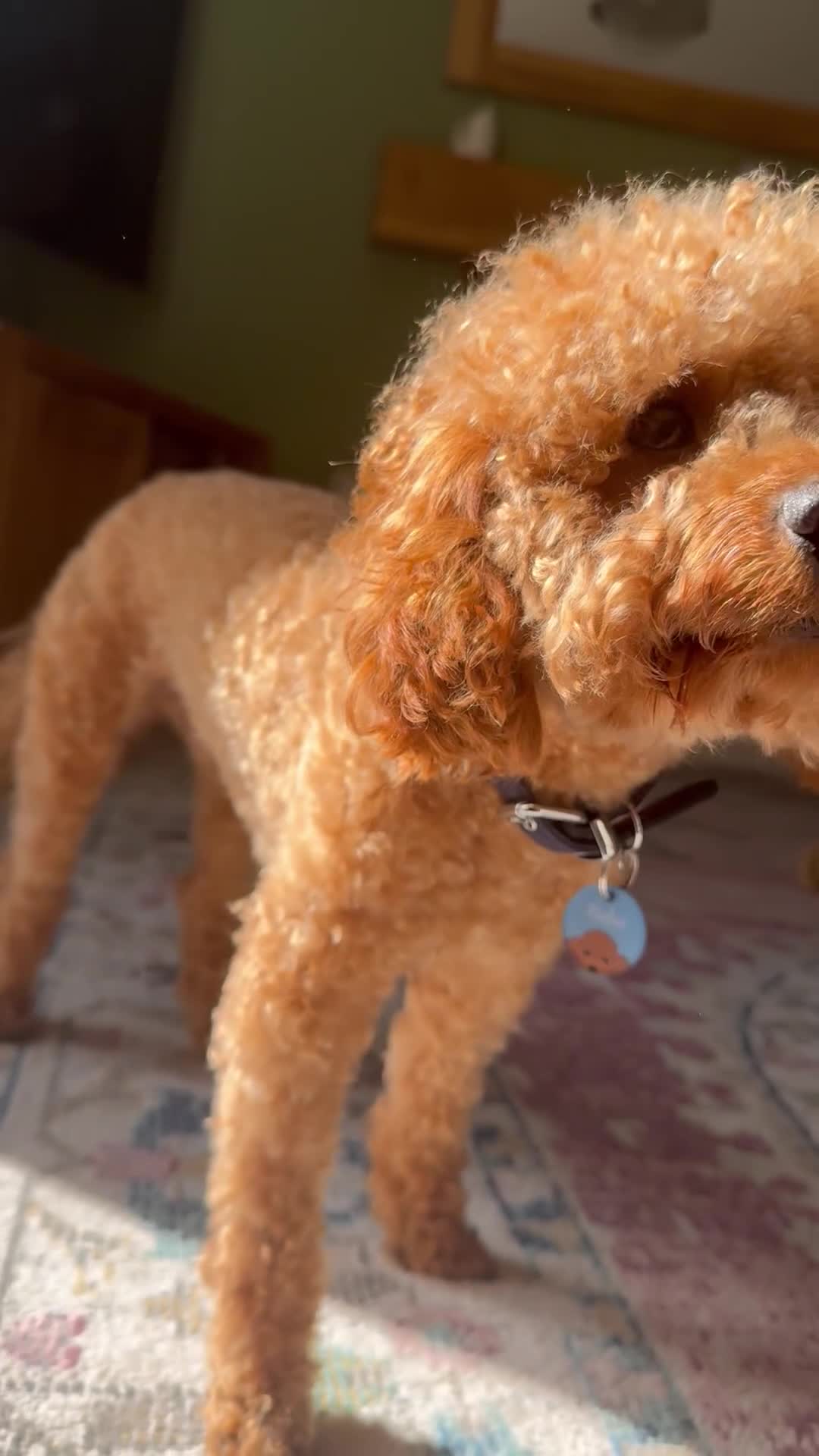 Miniature Poodle dogs for stud: Rufus  - Video 2