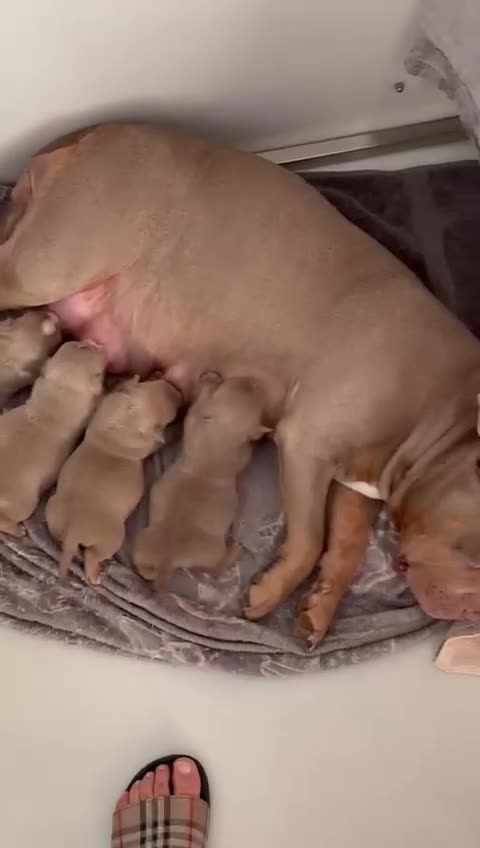 American Bully dogs for sale: American Pocket Bully (3 Generations).  - Video 5