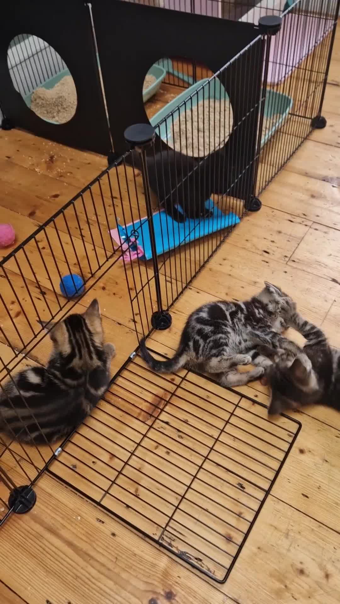 Mixed Breed cats for sale: Russian Blue & Bengal Cross kittens - Video 1