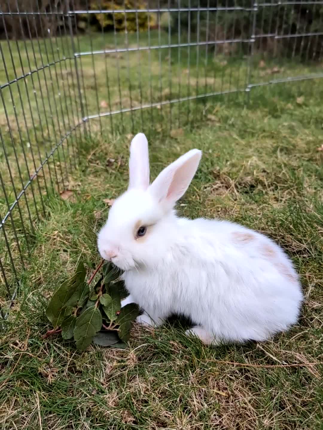 Dwarf Lop rabbits for sale: Male dwarf lop rabbit  - Video 1