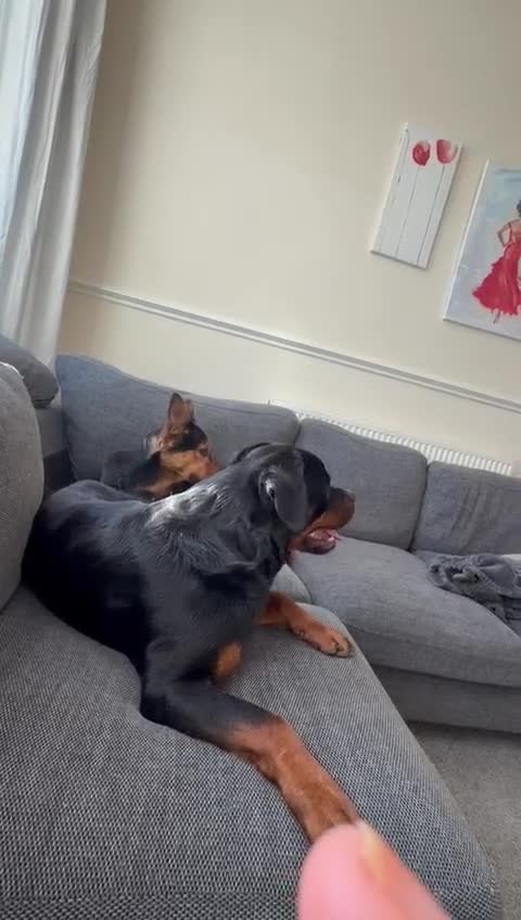 Rottweiler dogs for sale: Dog friendly,funny and beautiful  in Preston - Video 3