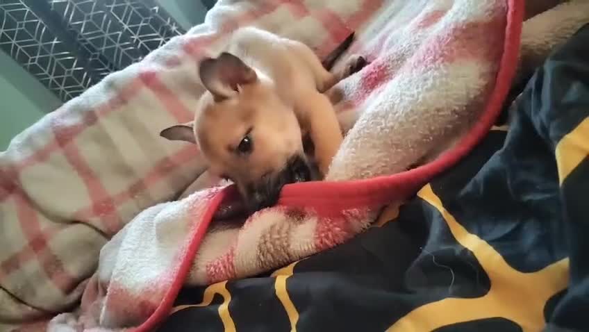 Mixed Breed dogs for sale: Belgium shepherd puppies - Video 1