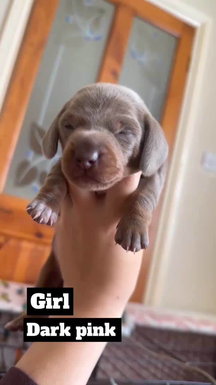 Miniature Dachshund dogs for sale: Short&Longhaired Miniature dachshund pups❤️ - Video 2