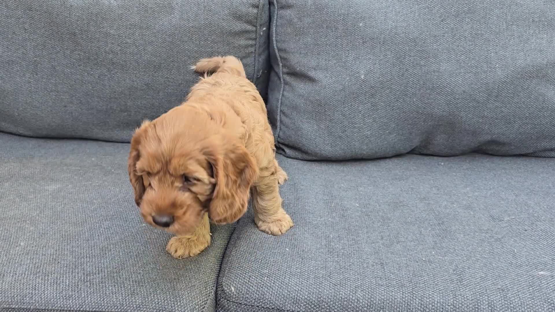 Cockapoo dogs for sale: Cockapoo Puppy Girl Ready Next Week Health Test  - Video 2