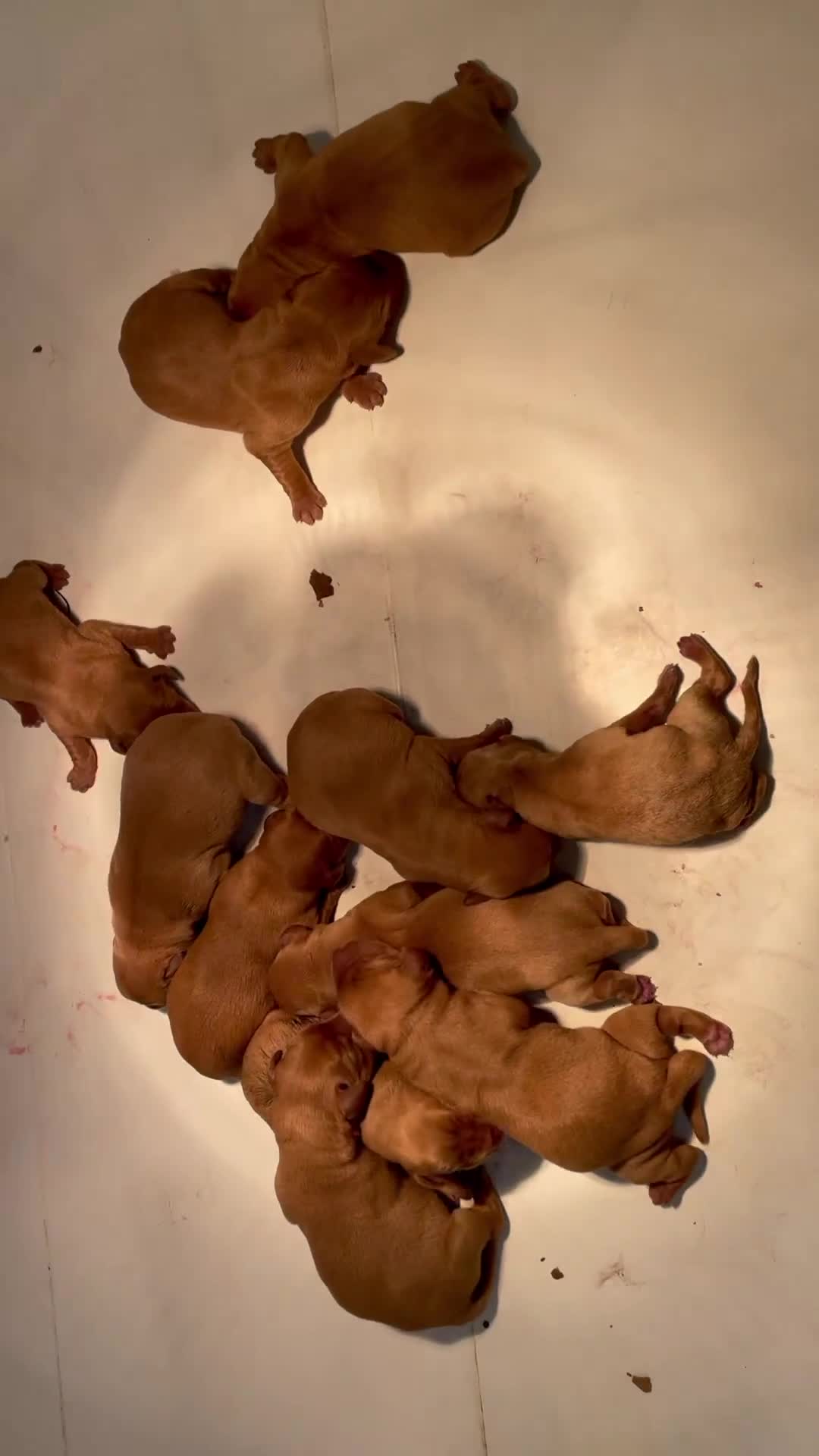 Labrador Retriever dogs for sale: Fox Red Labrador Puppies KC registered for sale - Video 1