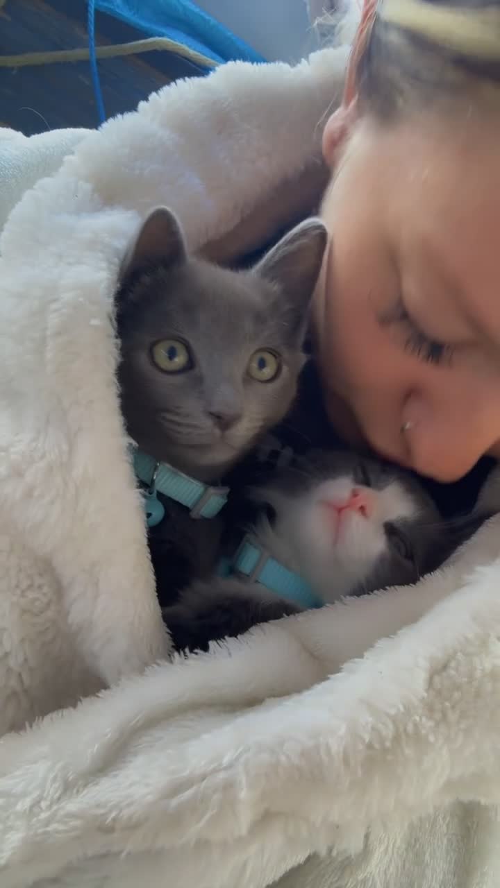 Mixed Breed cats for sale: Blue and Lloyd kittens for sale  in Tilbury - Video 1