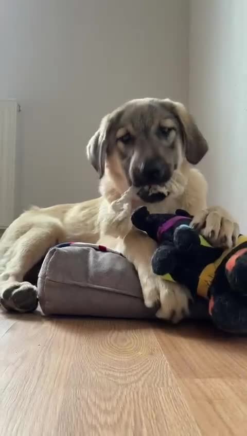 Anatolian Shepherd dogs for adoption: Hagrid – Smart & Loyal Lab Shepherd Mix Puppy - Video 2