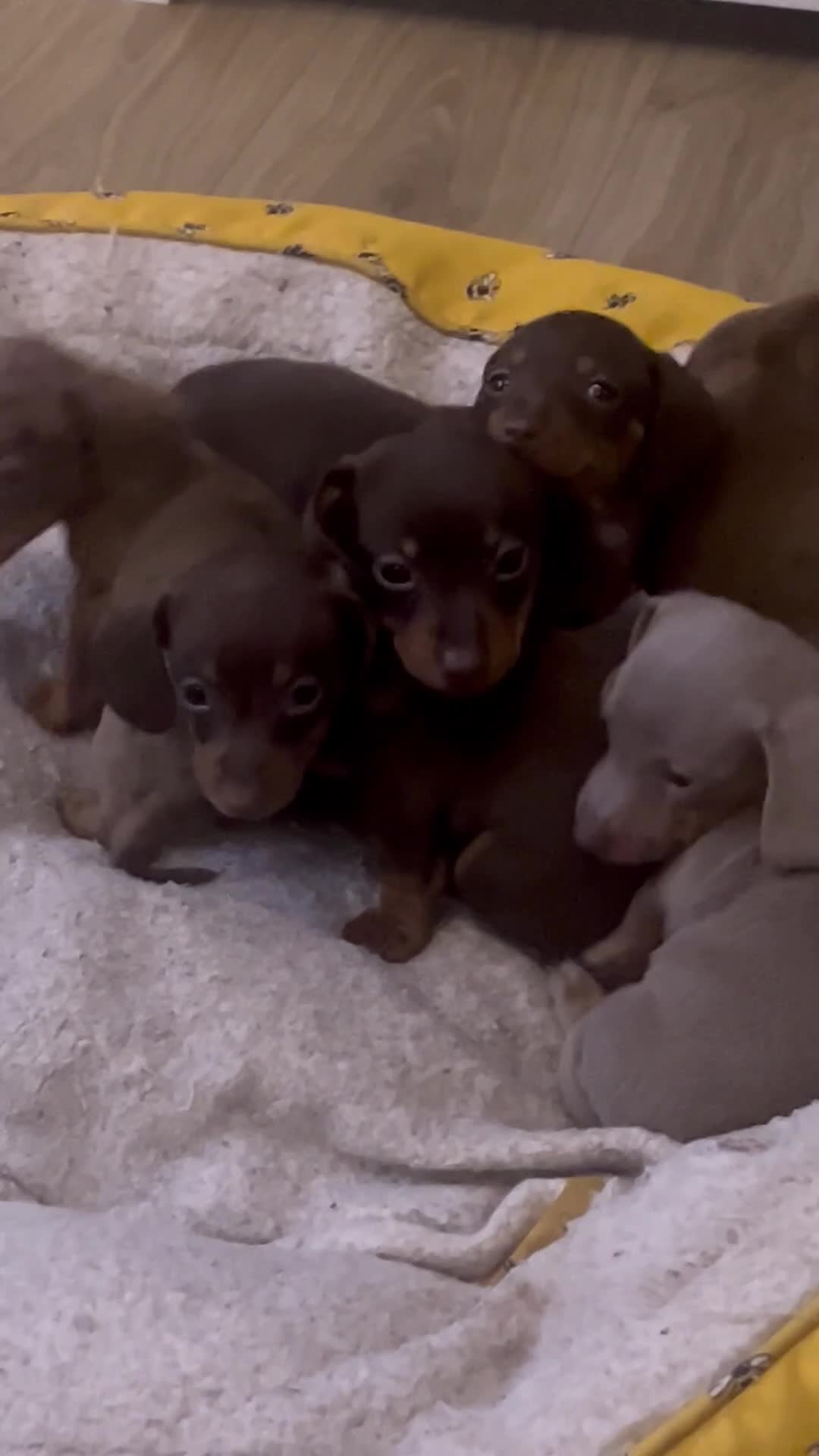 Miniature Dachshund dogs for sale: ❤️ Miniature Dachshunds ❤️ - Video 1