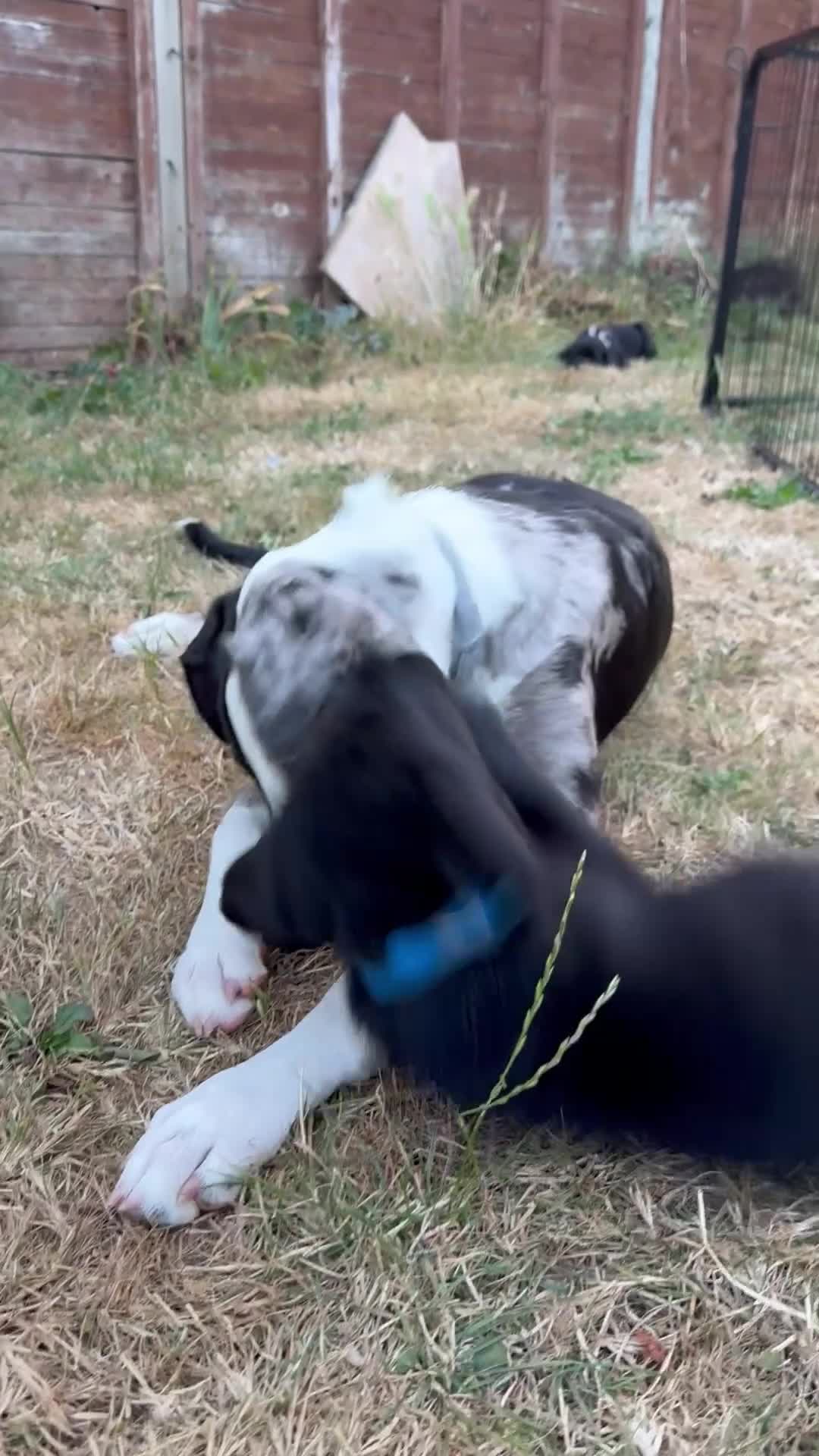 Labrador Retriever dogs for sale: 9 gorgeous KC registered black Labrador retrievers - Video 5