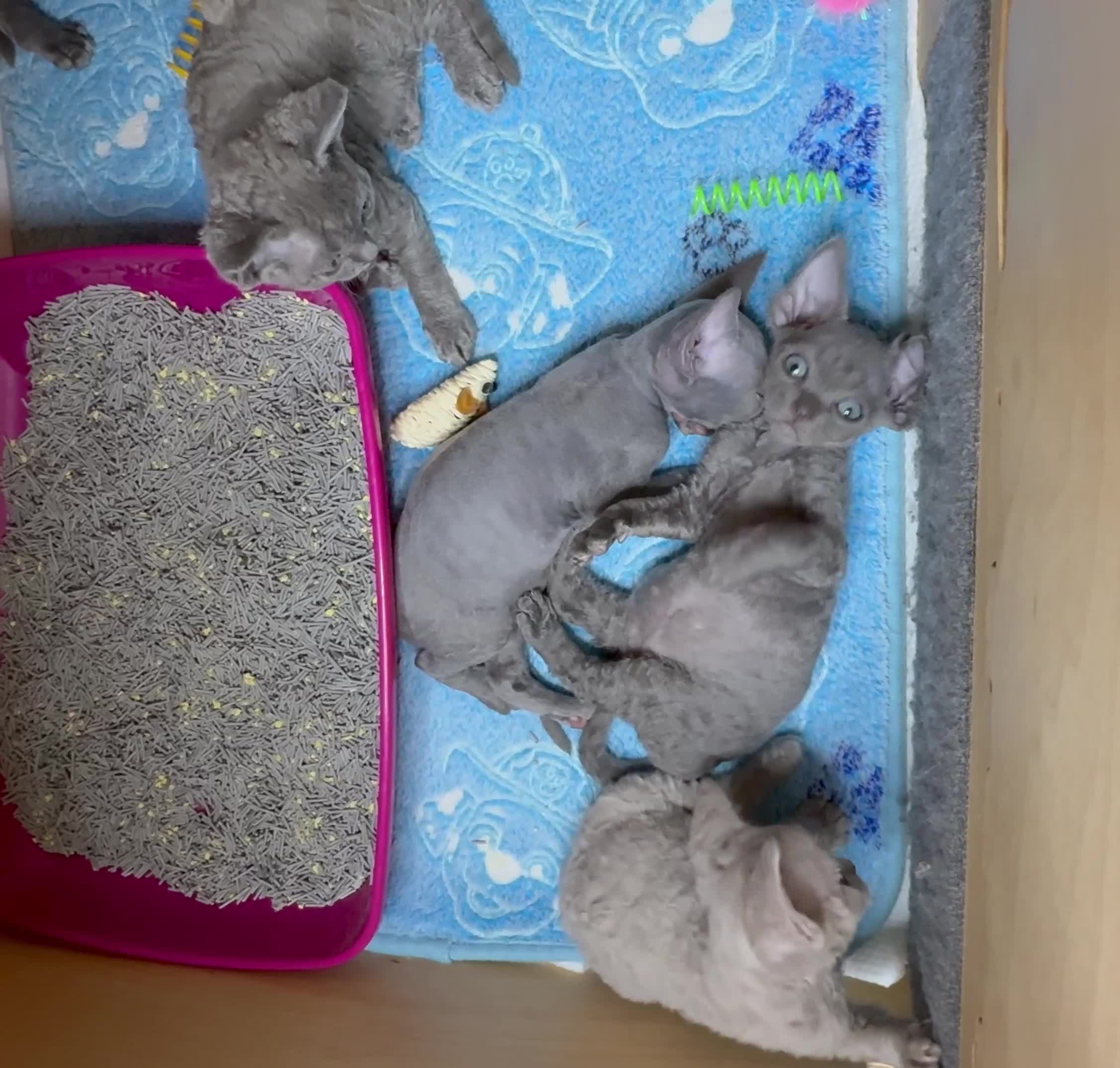 Devon Rex cats for sale: Beautiful blue boy and lilac girl!!!!! - Video 2