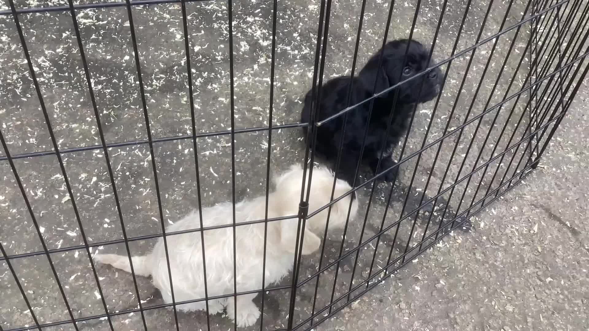 Mixed Breed dogs for sale: French bulldog x poodle  - Video 1