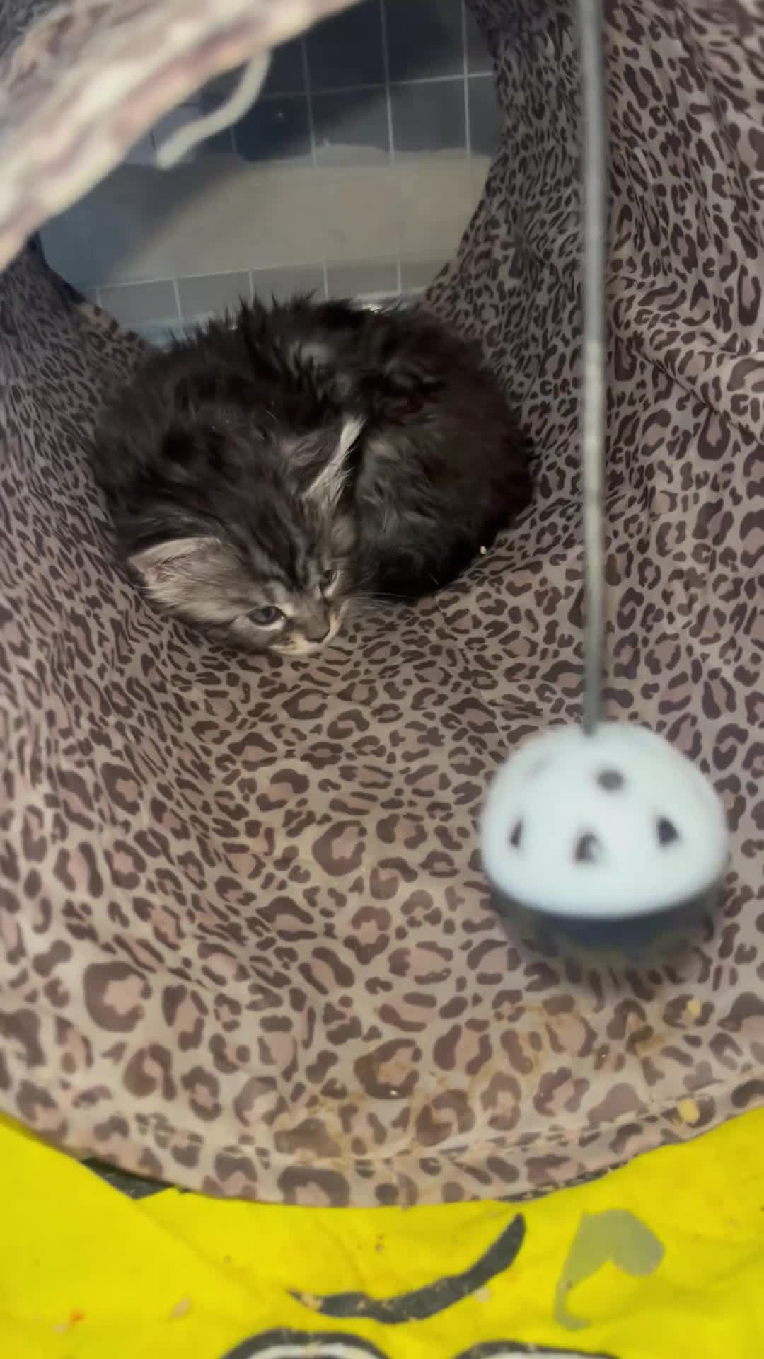 Maine Coon cats for sale: Last Maine coon girl left ready to leave 🩷 - Video 1