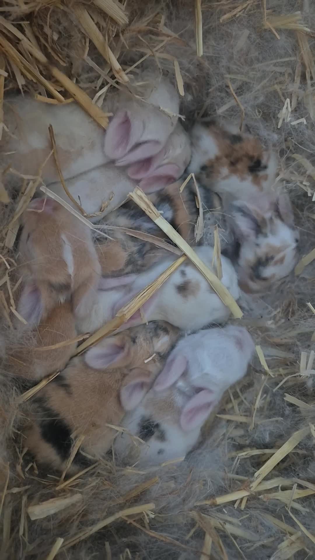 Mixed Breed rabbits for sale: 3 male Lionxlop buns very playful, well handled - Video 3