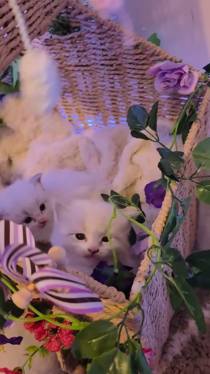 Ragdoll cats for sale: Beautiful pedigree ragdoll kitten - Video 1